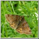 Euclidia glyphica - Braune Tageule 01.jpg